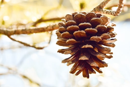 Pinecone