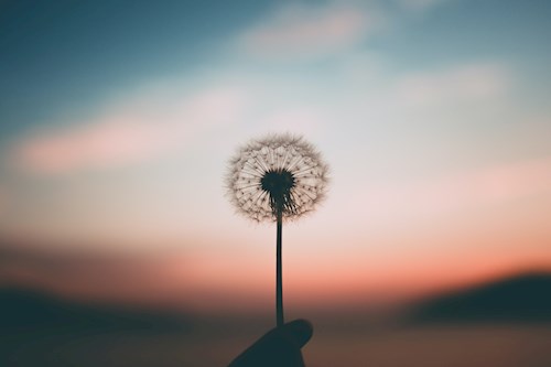 Hand holding dandelion 