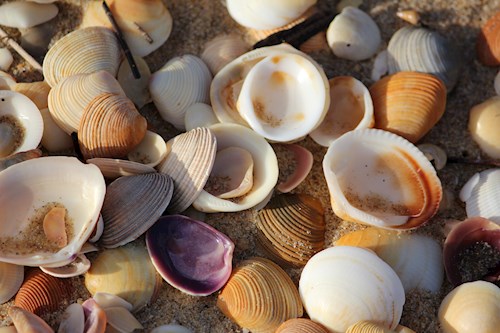 sea shells